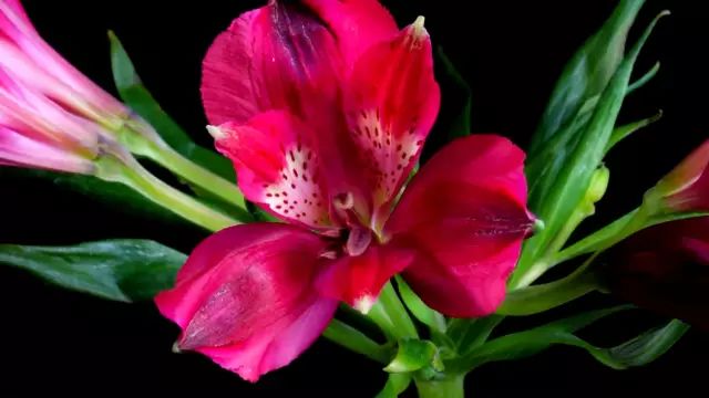 中文到底有多美朗诵原稿,中文到底有多美朗诵背景视频