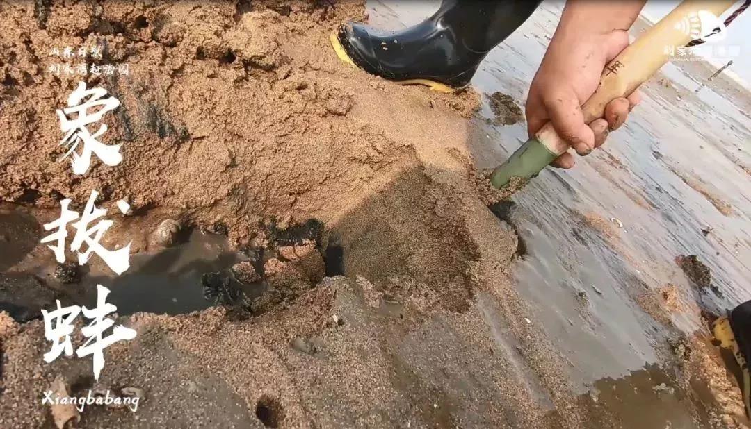 赶海吃各种爆辣的海鲜,好嗨哟赶海抓海鲜