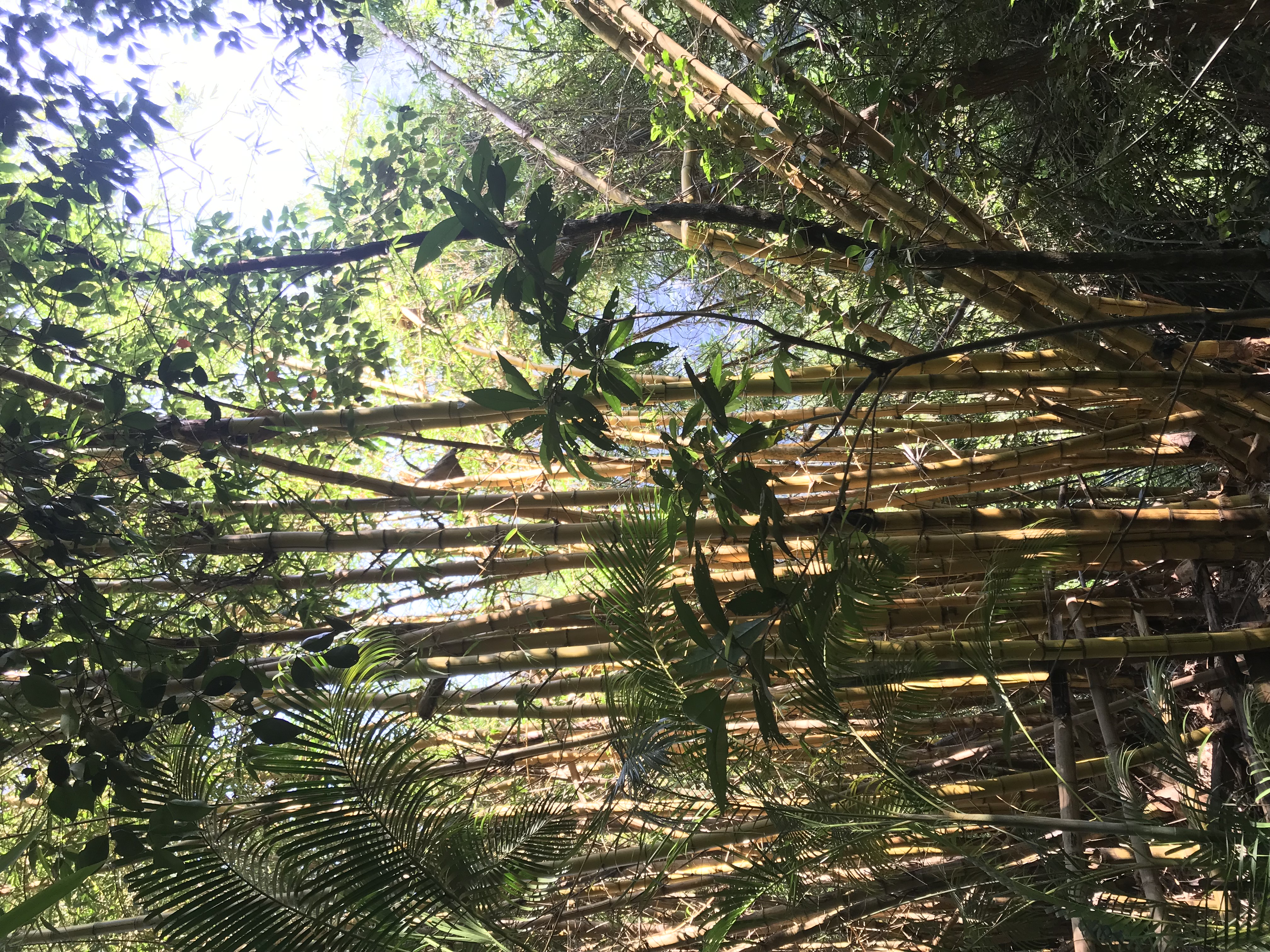 1500年的“母生”藏于此，这里集海南珍稀名木，神奇霸王岭