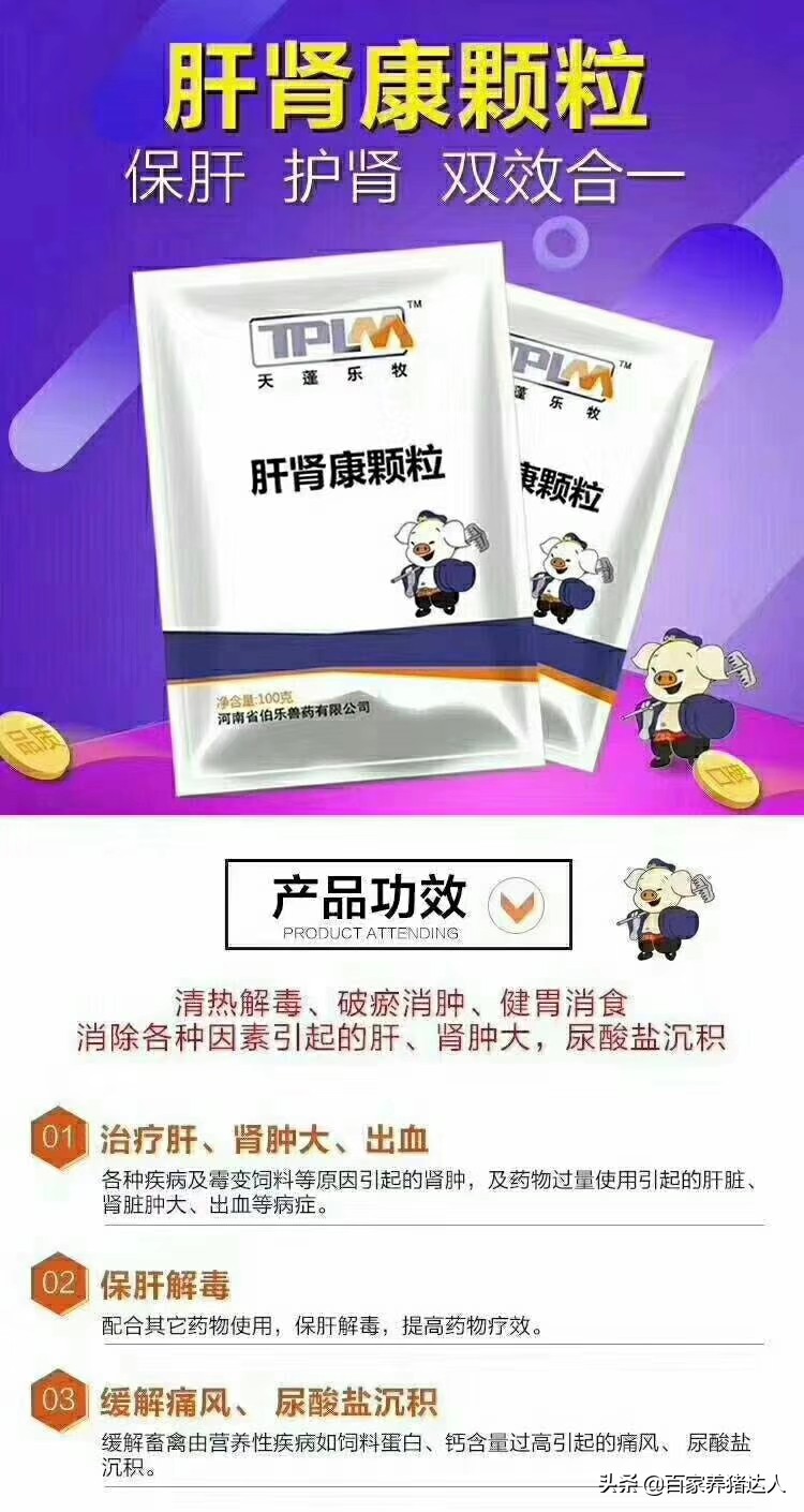 养猪人不容易大实话,夏天母猪常见几个疾病养猪人注意