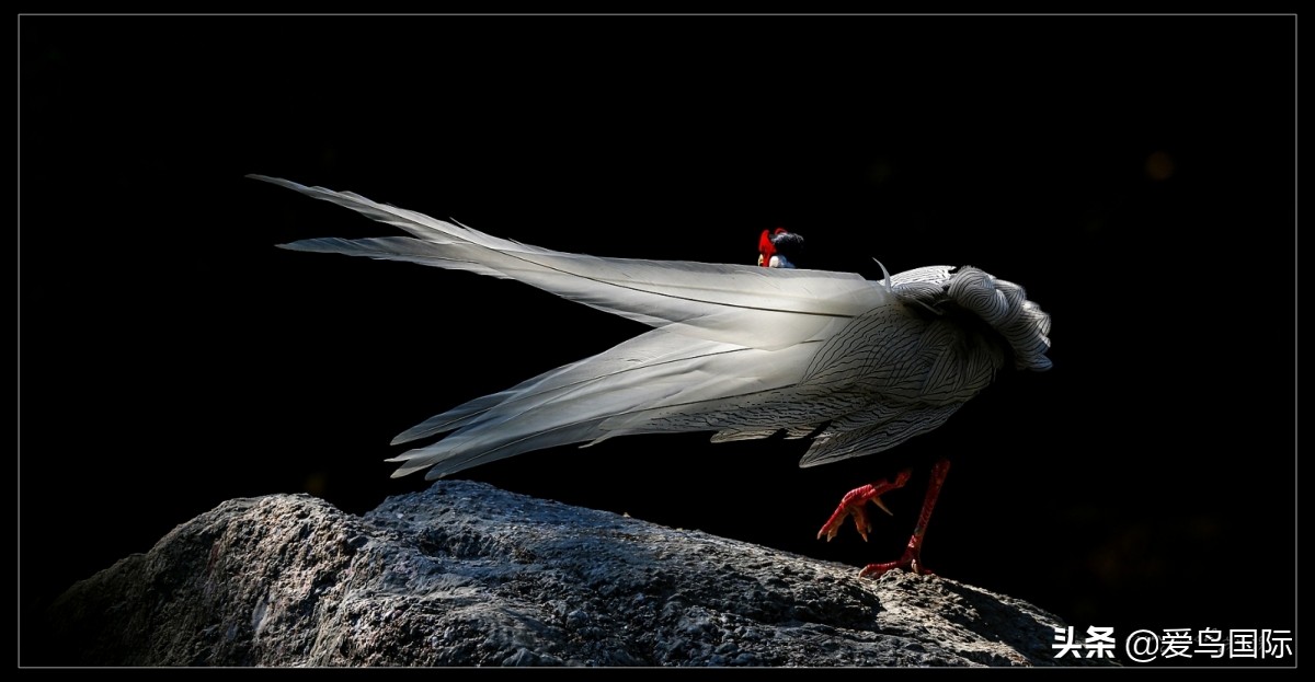 观鸟大年,观鸟作品100幅