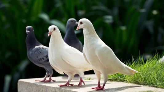 鸽子顽固性腹泻的症状和防治方法,鸽子腹泻拉稀怎么治