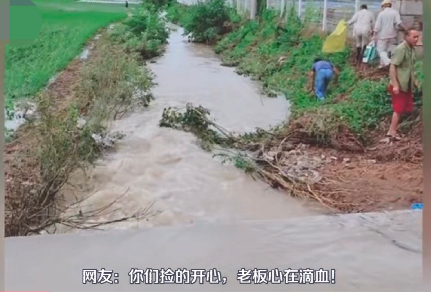 洪水侵袭,湖北荆门稻田里乌龟密密麻麻,当地老乡:发财了