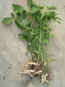 【小知识】我们常吃的腌菜，原来是用它们做的~