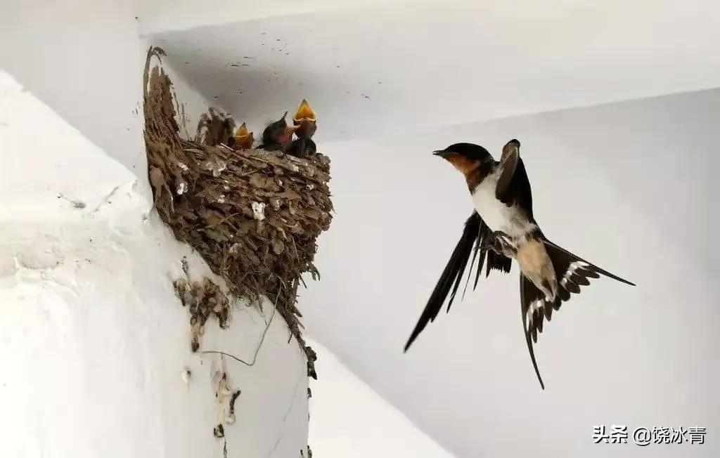 燕窝到底有多坑,燕窝是不是坑人的