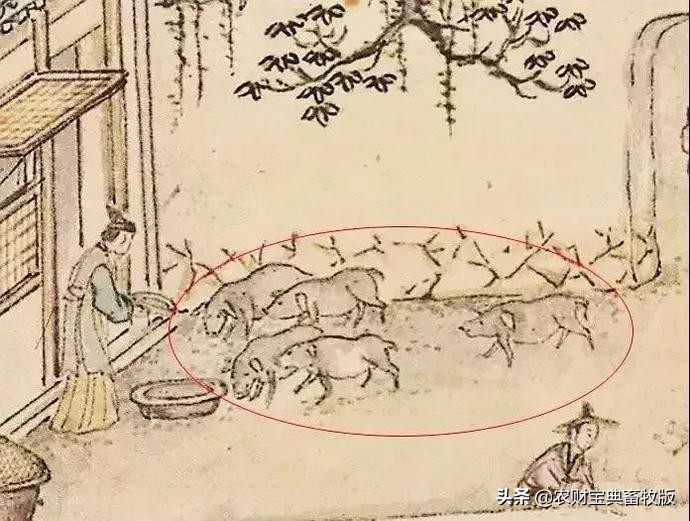 教你如何画猪,来一个画猪教程