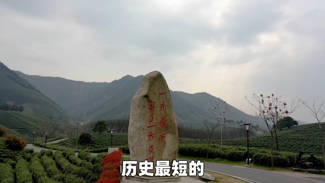 安吉白茶精选名茶的价格,安吉白茶历史视频