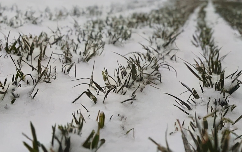 农村俗语冬冷看立冬,立冬是农村说的大冬吗