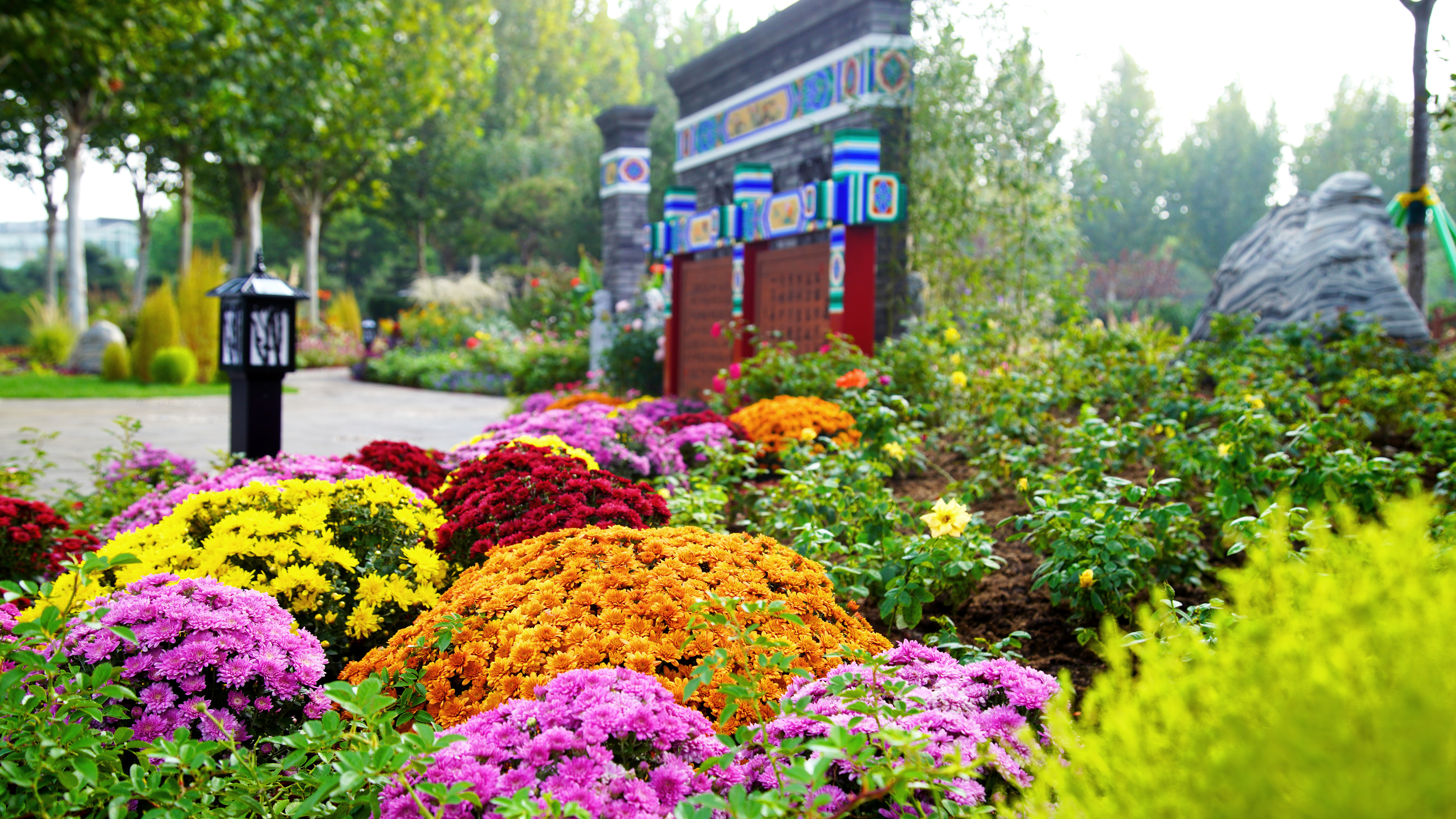 大兴月季园的月季有多少种,北京最大的月季基地在哪