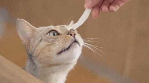 冬天北京清汤滋补火锅,冬日必吃的火锅