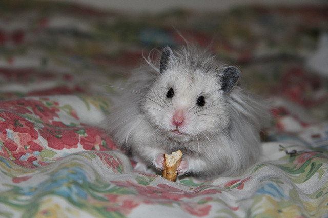 养仓鼠的四大误区是什么,仓鼠普及的知识