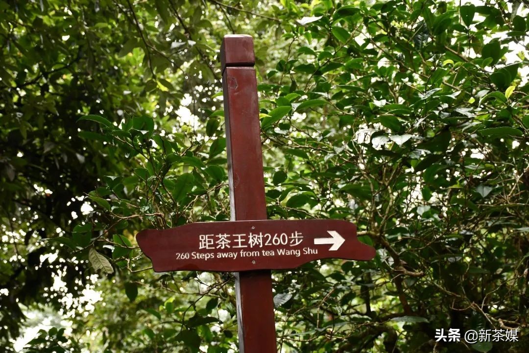 南糯山有什么景点,南糯山有哪些景点