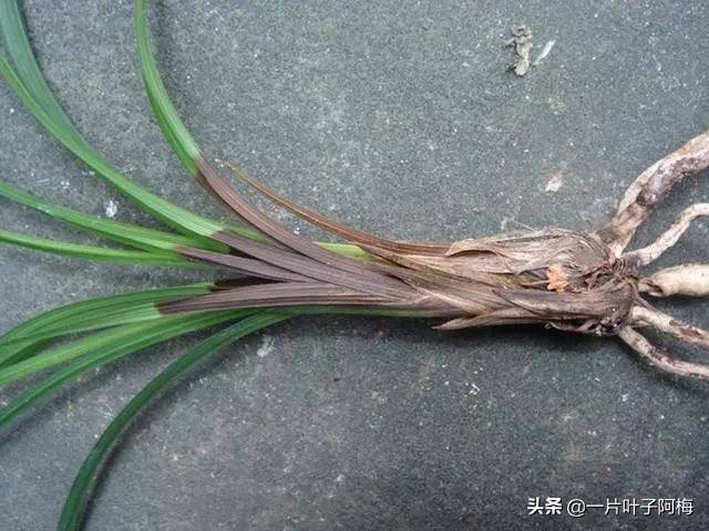 自制养花水配方除臭,养花自制10种消毒水不招虫不烂根