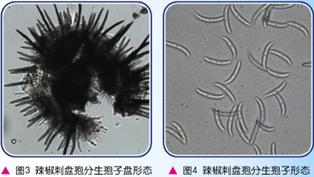 辣椒炭疽病你了解吗？高温天气易感染、传播快！防治措施在这里