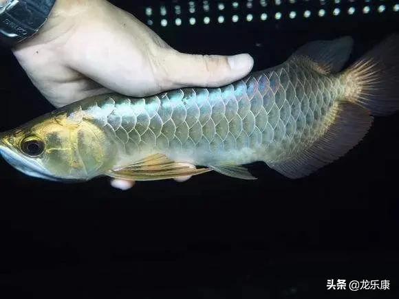 龙鱼基本知识,金龙鱼怎么分高背和过背