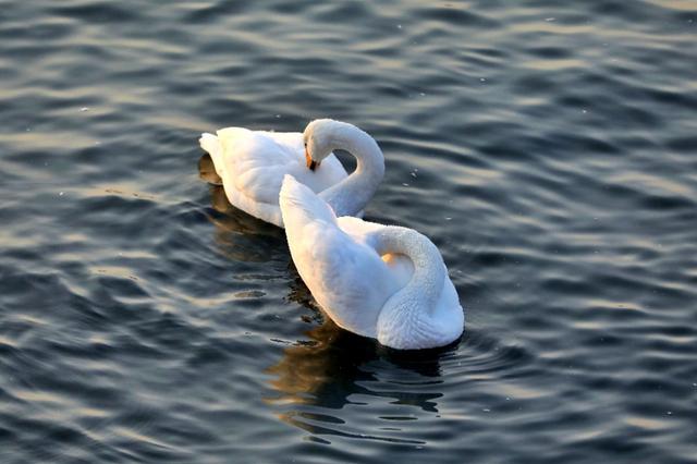 从宿州出发与天鹅相约