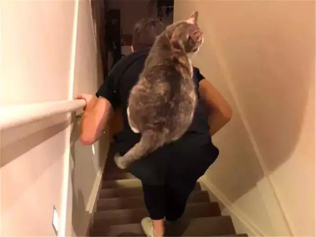 猫咪胆子小不接受新猫,猫咪胆子小不敢上猫爬架