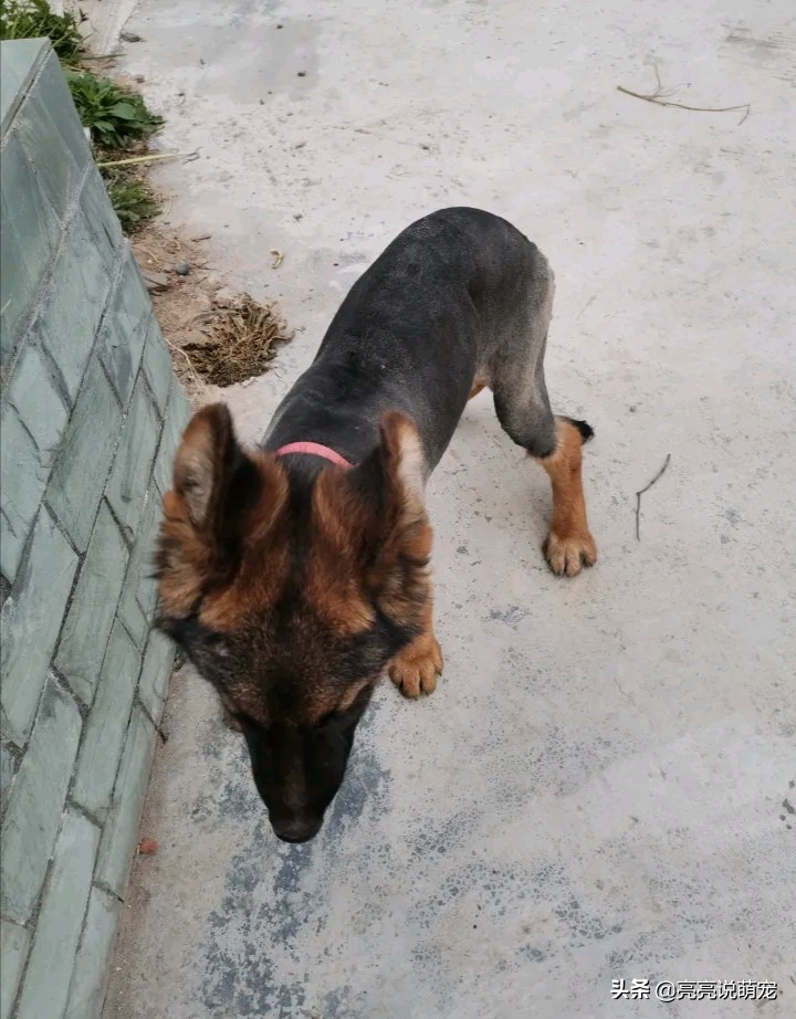 主人给狗狗剪的新造型,主人给狗剪新造型视频