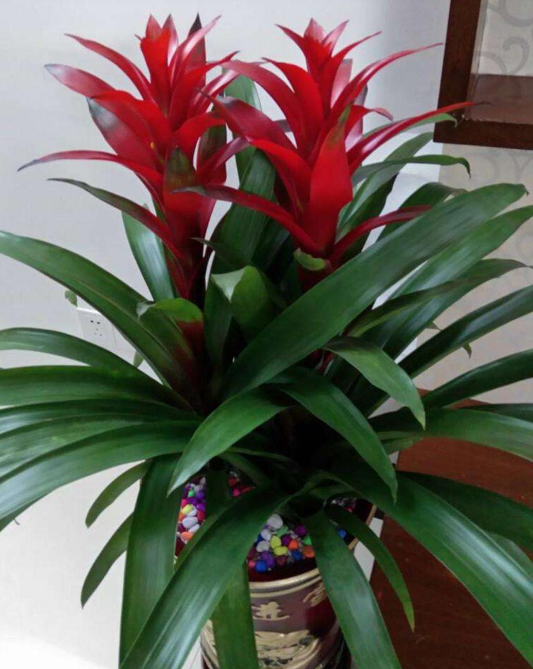 鸿运当头养什么花好,鸿运当头用什么花盆养是最合适的