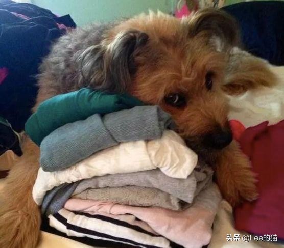 安检行李箱猫猫,机场海关抓到偷渡人员