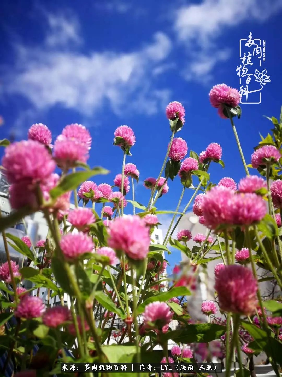 养多肉一年花了3万,养多肉一千多盆