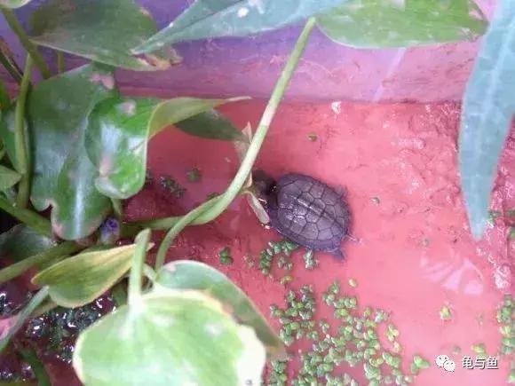 泥水养龟用什么泥好,泥水养龟生态池教程