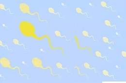 从精子质量可以看出肾的好坏吗,高质量男性精子状态