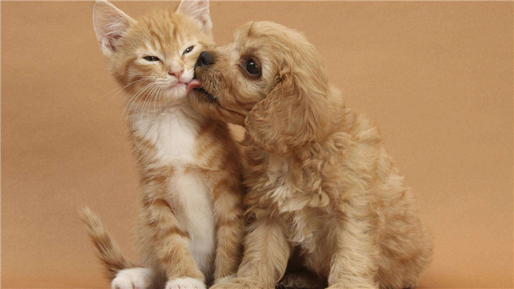 交易猫骗子手段,卖猫诈骗案件