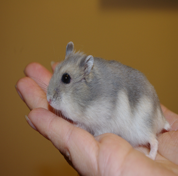 仓鼠力气特别大,仓鼠的弹跳力有多强