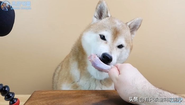 asmr狗狗吃东西视频,狗狗asmr啃麦