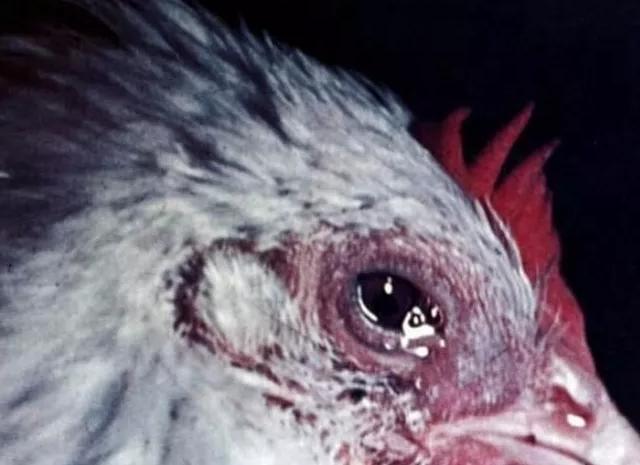 鸡流眼泪眼肿怎么治疗,鸡眼睛肿发黑怎样根治