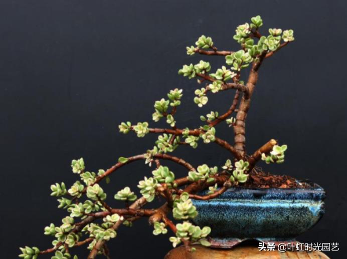 多肉老桩大科普，贱卖老桩可以买？性价比大揭秘！