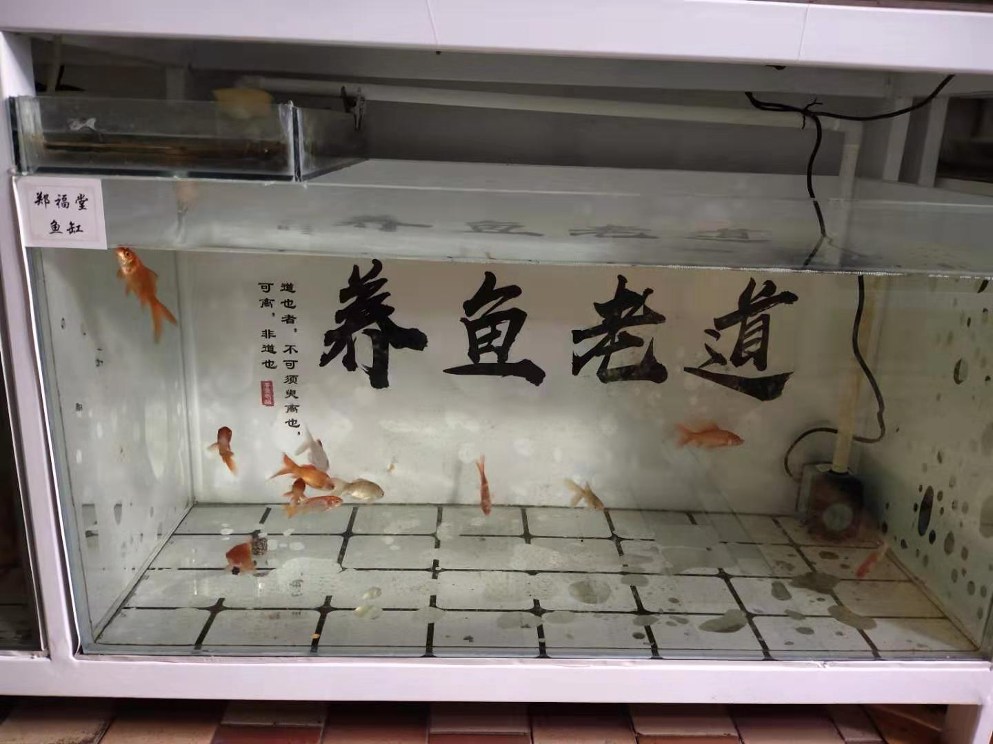 饲料鱼能在多少度生存,家里鱼缸养不活饲料鱼是怎么回事