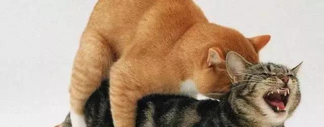 母猫发情期怎么办？铲屎官们可以这样解决，快来看看吧