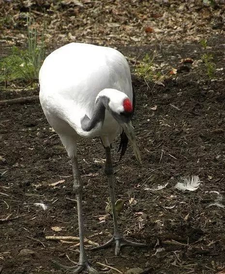 丹顶鹤的忠贞,丹顶鹤浪漫忠贞