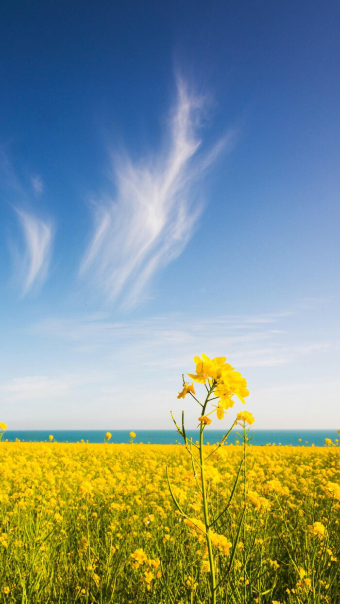 唐代宰相的一首谜语诗,写风入选小学课本,短短20字成千古名篇