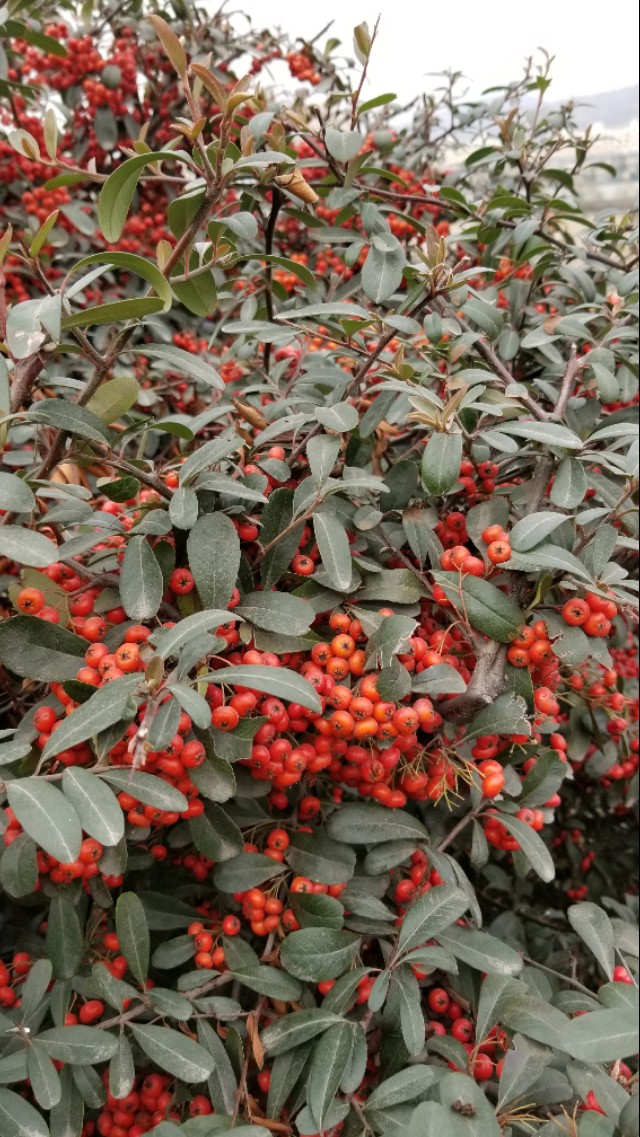 火棘俗称什么名字,火棘又叫什么名字
