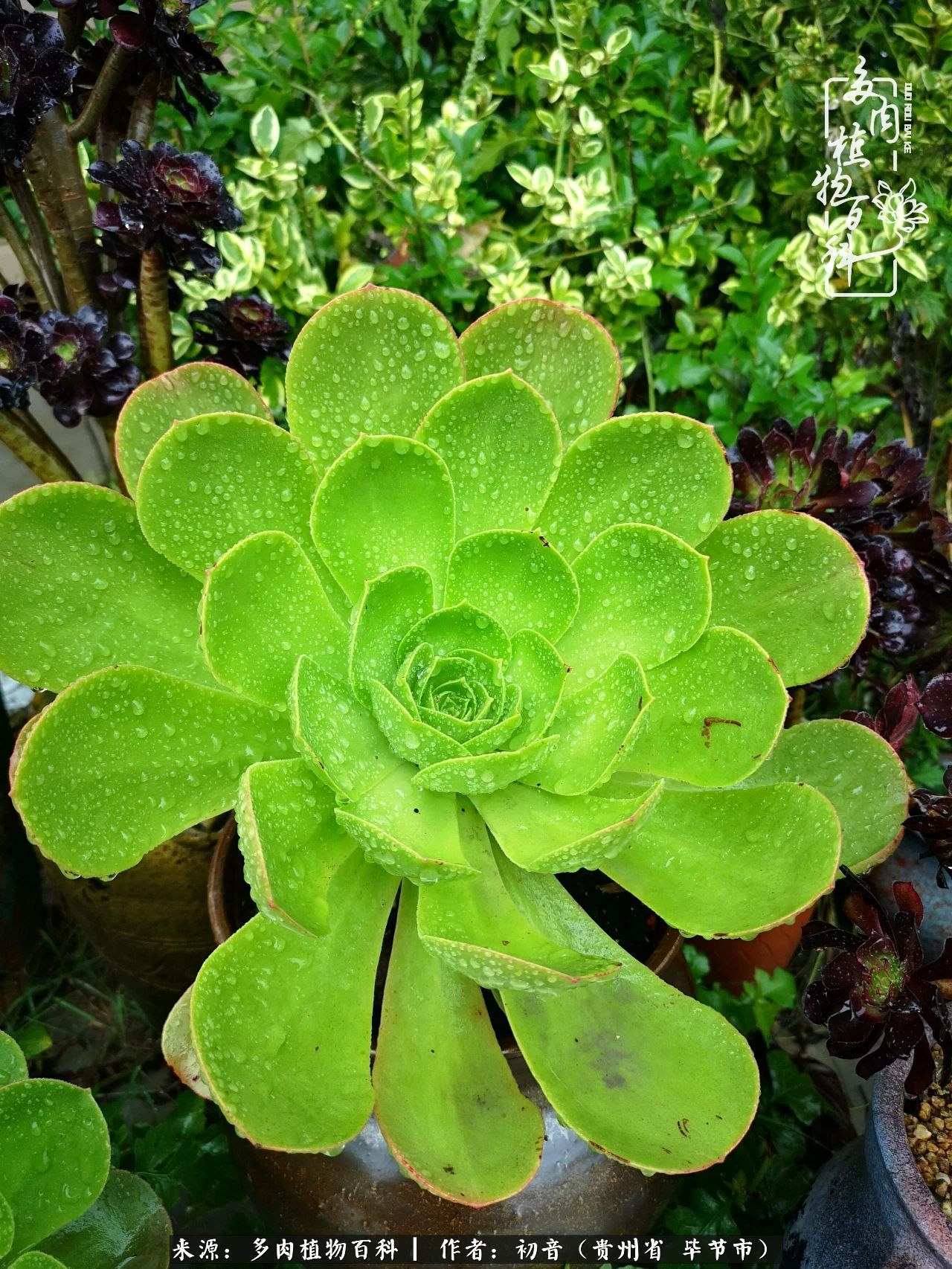 和多肉共度美好时光,与多肉一起成长