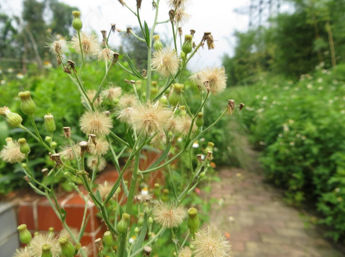 认识常见植物,野外常见水培植物有哪些