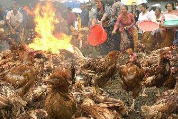 诊断禽流感必须注意和甄别什么,鸡禽流感怎么防治