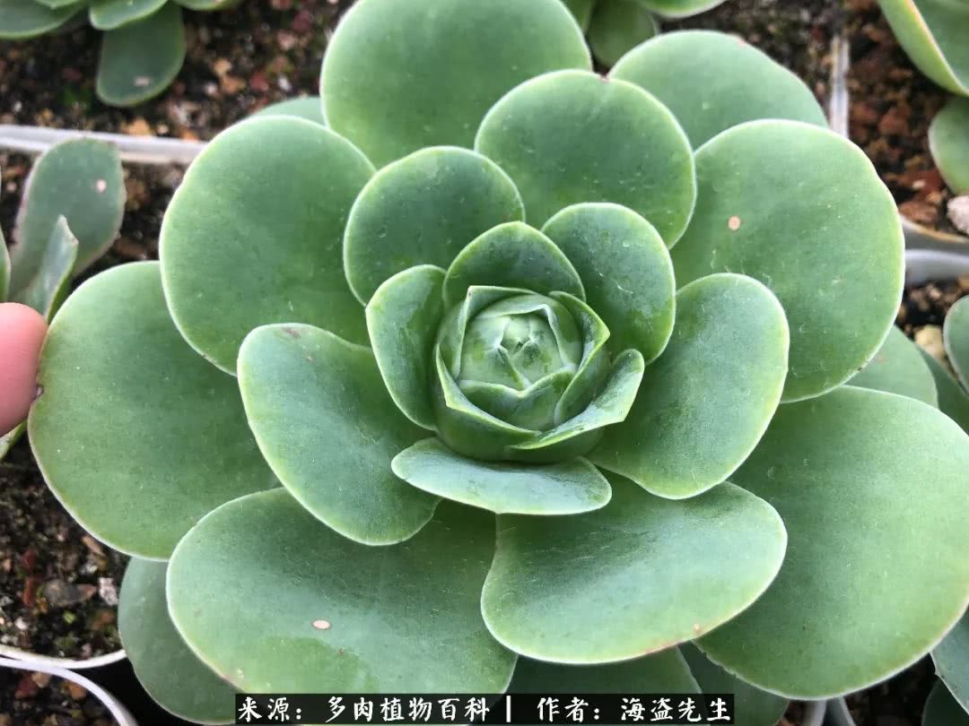 介绍多肉生长特点,多肉植物科普讲解图片视频