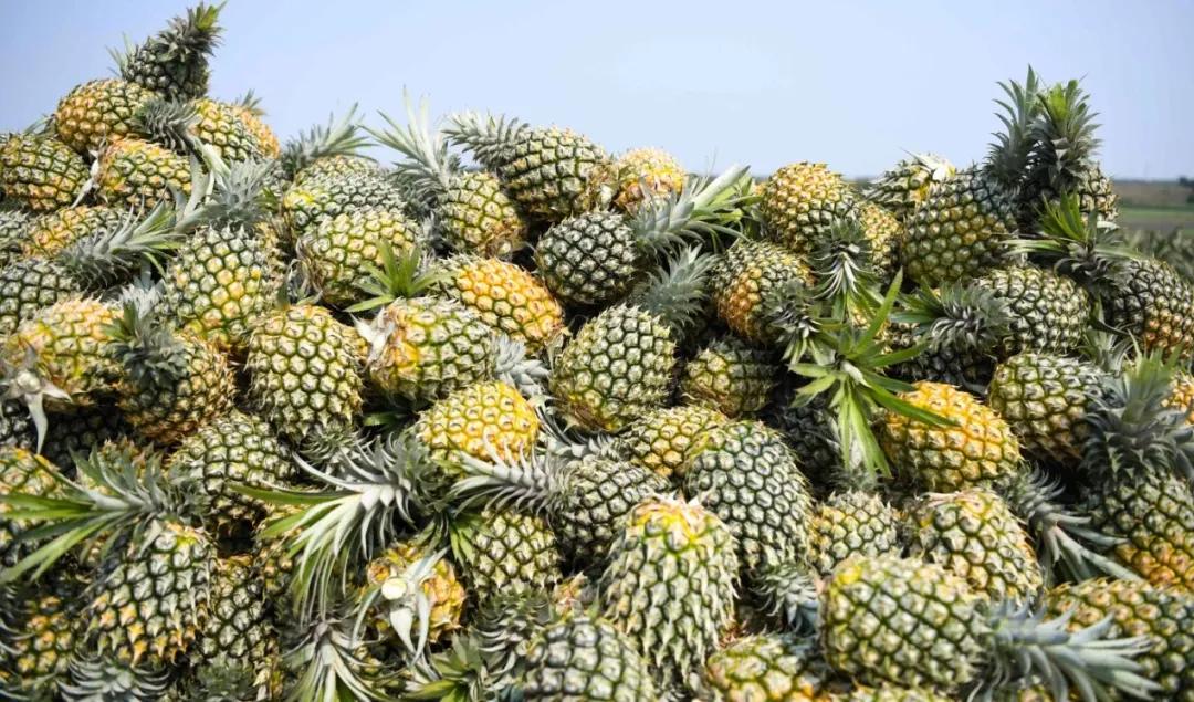 鑿犺悵鑿犺悵鑿犺悵鑿犺悵鑿犺悵,寰愰椈鑿犺悵浜戝崡鑿犺悵娴峰崡鑿犺悵鍖哄埆