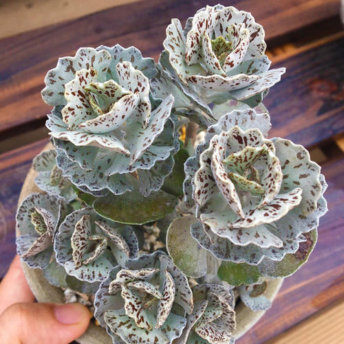 100种常见多肉植物图鉴收藏,1000种多肉植物图鉴及名字