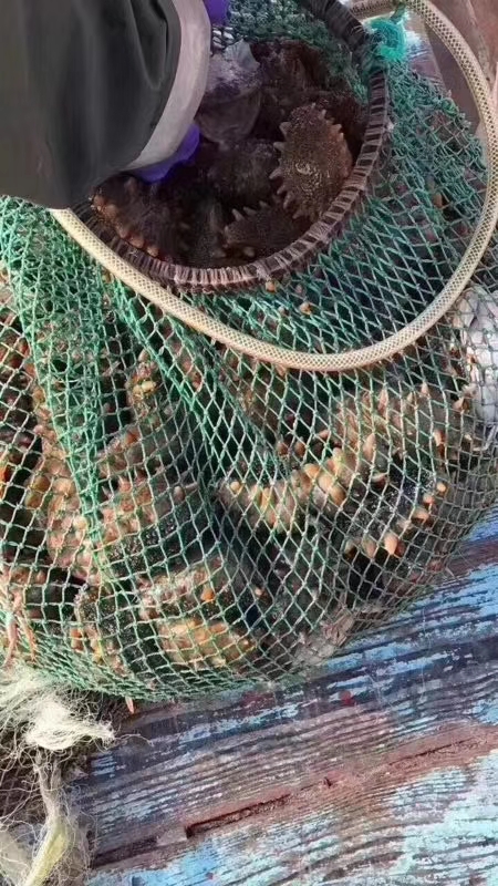 为什么网上白海参要比黑海参便宜,为什么网上卖的海参比较便宜