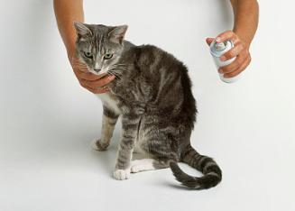 新手养猫怎么看猫咪是否要驱虫了,养猫知识猫咪驱虫注意事项