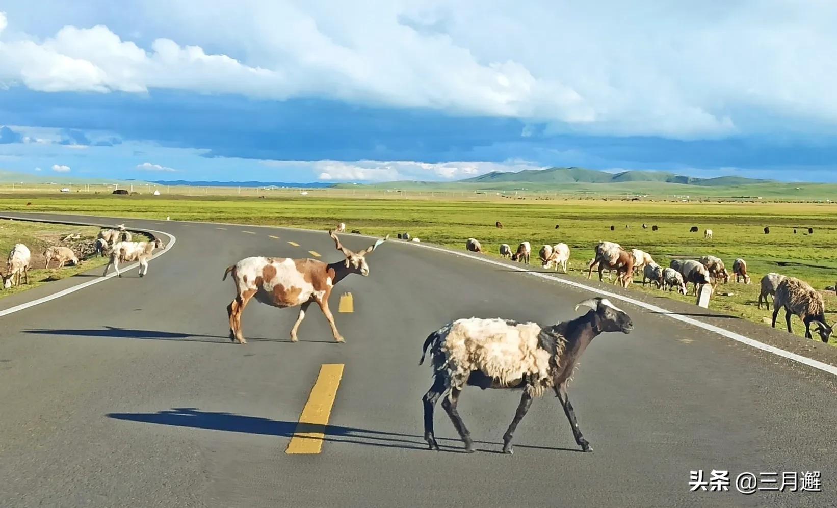 从若尔盖到九寨沟沿途哪些风景,若尔盖到尕海一路风景