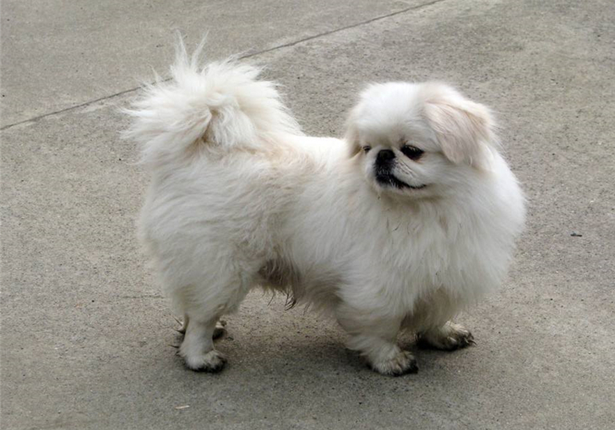 宠物安乐死让医生崩溃,宠物安乐死后主人责怪自己