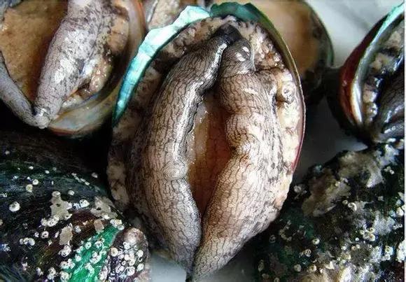 渔民海鲜大全,渔民整理的海鲜河鲜大全