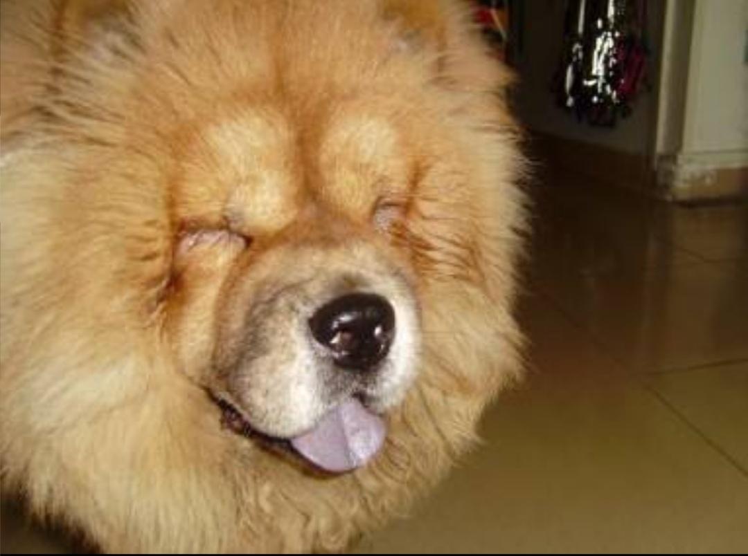 狗狗眼型怎么割双眼皮,狗狗双眼皮手术恢复