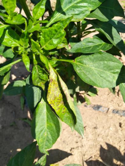 辣椒炭疽病又来了,叶片,果实受害严重?你需要加强以下6项管理